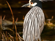 JN Ding Darling National Wildlife Refuge