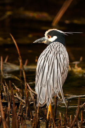 JN Ding Darling National Wildlife Refuge