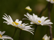 Gallitan National Forrest
