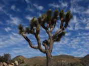 Joshua Tree NP