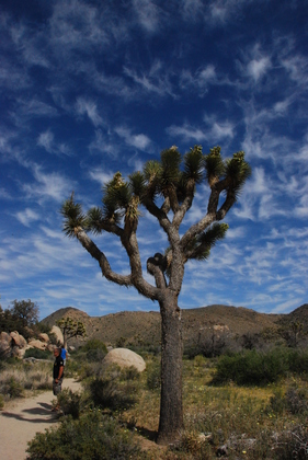 Joshua Tree NP