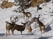 Rocky Mountain National Park