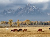 Grand Tetons Nat'l. Park