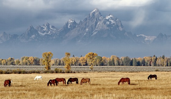Grand Tetons Nat'l. Park