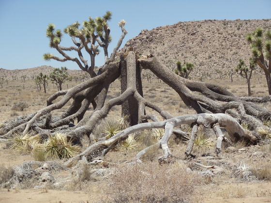 Joshua Tree National Park