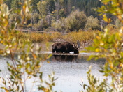 Yellowstone National Park