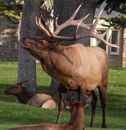 Yellowstone