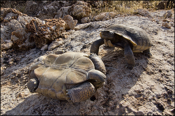 lake mead nra