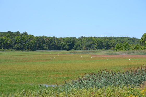 Bombay Hook NWR