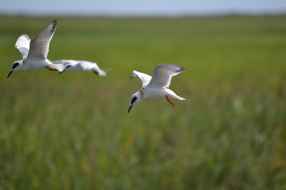 Bombay Hook NWR