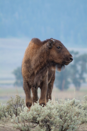 Yellowstone