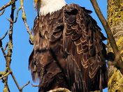 Frazer River Eagle