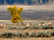 Yellowstone National Park