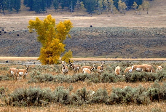 Yellowstone National Park