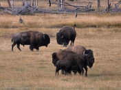 Yellowstone National Park