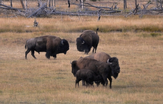 Yellowstone National Park