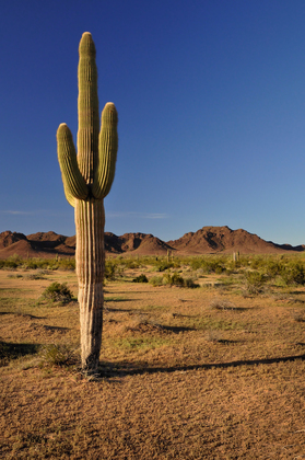 Sentinel Plains near Park Valley (open desert BLM)