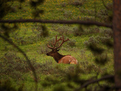 Yellowstone National Park