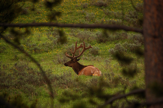 Yellowstone National Park