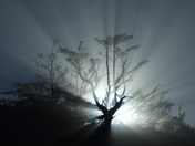 Rainier National Park