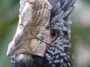Silver Cheeked Hornbill