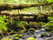 Mount Rainier National Park - Ohanapecosh Campground