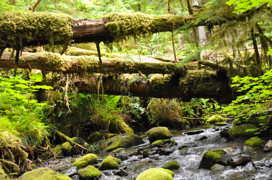 Mount Rainier National Park - Ohanapecosh Campground