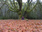 Olympic National Park 