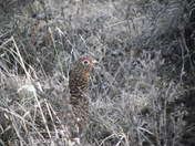 Talkeetna Mountain Range