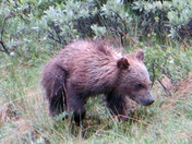 Denali National Park