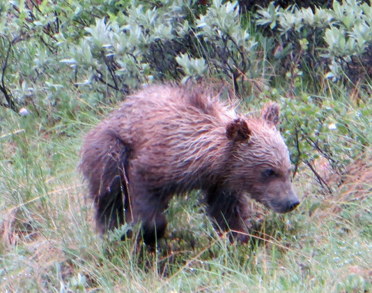 Denali National Park