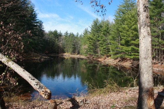 Wayne National Forest