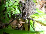 Nantahala National Forest