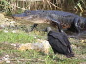 Everglades National Park