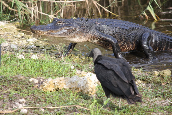 Everglades National Park