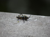 Everglades National Park