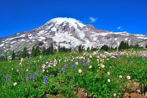 Mount Ranier National Park