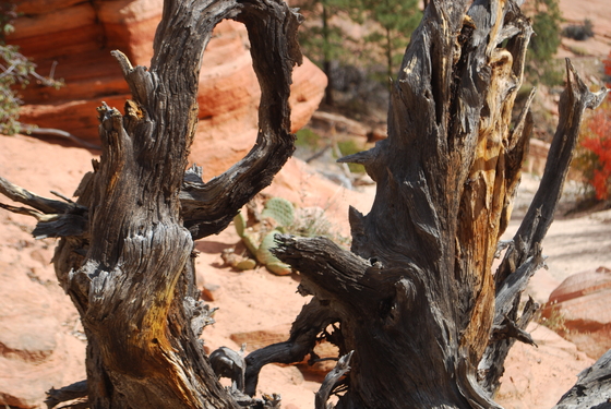 Zion National Park