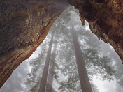 Redwood National Park