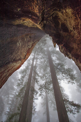 Redwood National Park