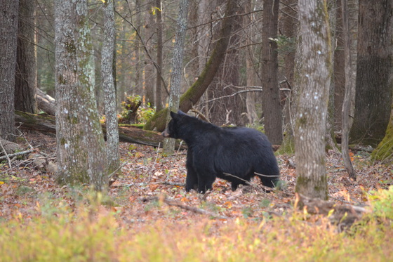 Great Smokey Mountains National Park