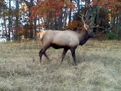 Great Smokey Mountains