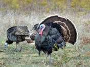 Wichita Mountains Wildlife Refuge