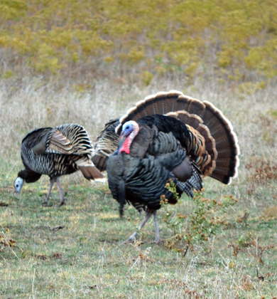 Wichita Mountains Wildlife Refuge