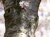 Mall Washington D.C.