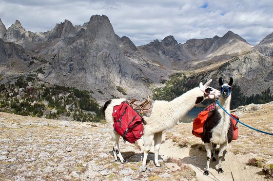 Bridger Teton National Forest