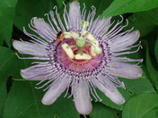 Nantahala National Forest