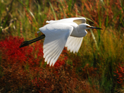 Chincoteague National Wildlife Refuge