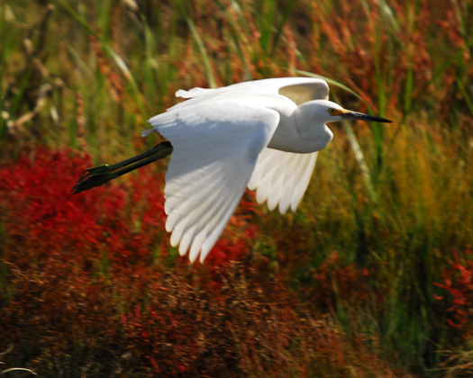 Chincoteague National Wildlife Refuge