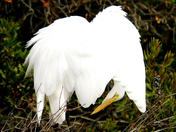Chincoteague National Wildlife Refuge
